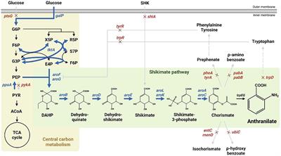 Engineered Escherichia coli cell factory for anthranilate over-production